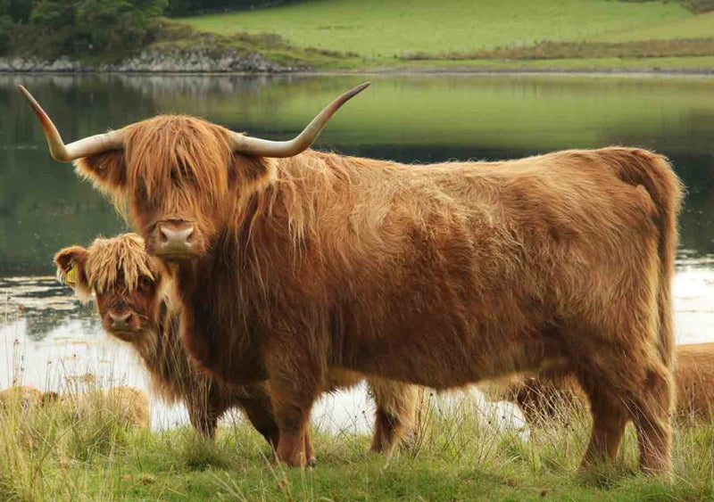 Vaca Highland en pastoreo